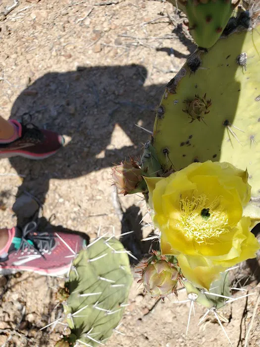 Grapevine Hills 3 8