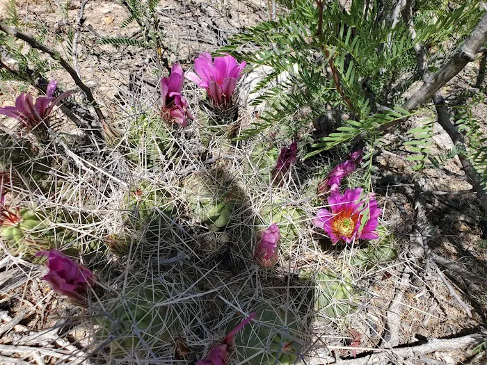 Grapevine Hills 3 3