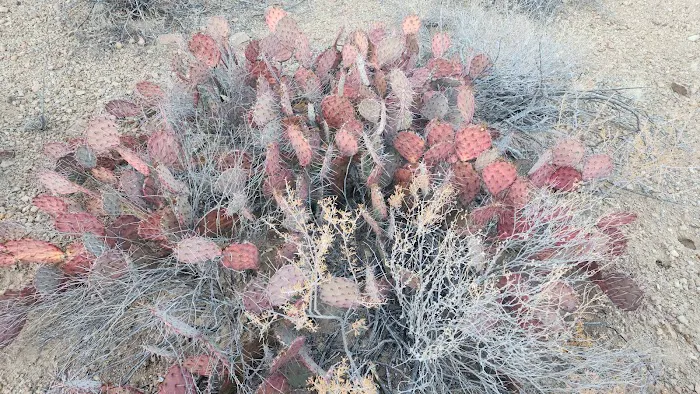 Grapevine Hills 3 6