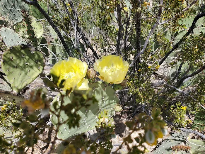 Grapevine Hills 3 7