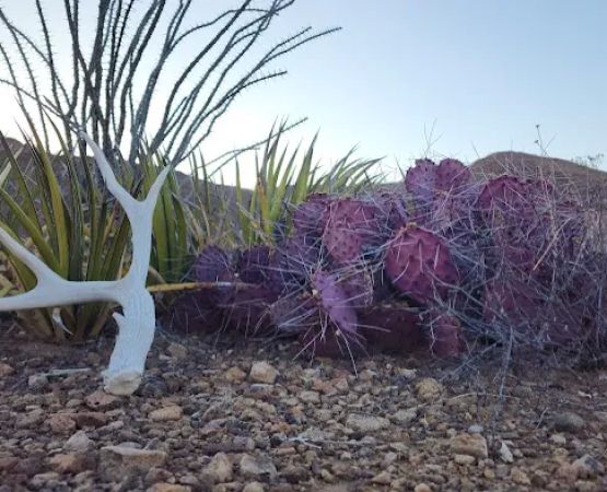 Grapevine Hills 4