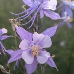 Sheriff Reservoir Campground