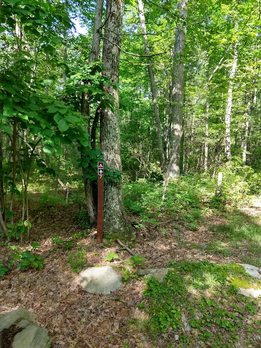 Primitive Campsite #7 1