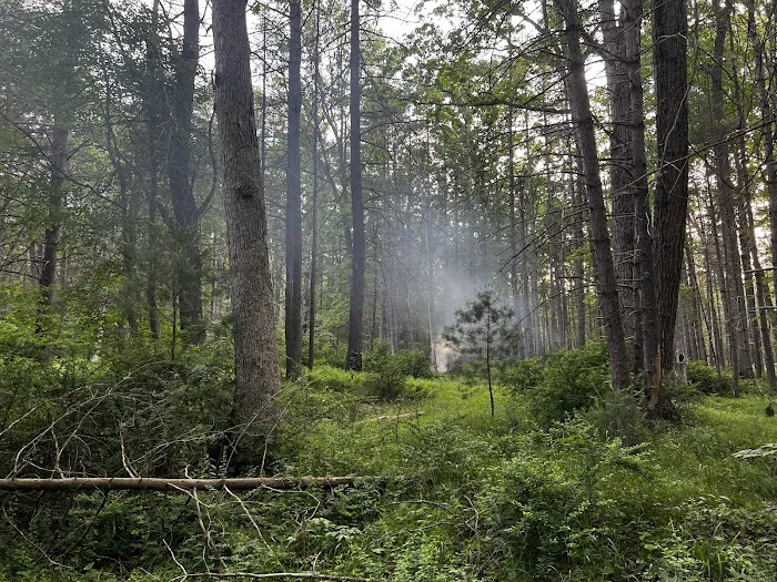 Primitive Campsite #5 3