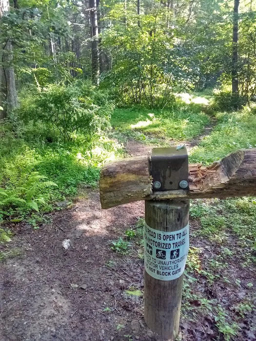 Primitive Campsite #5 4