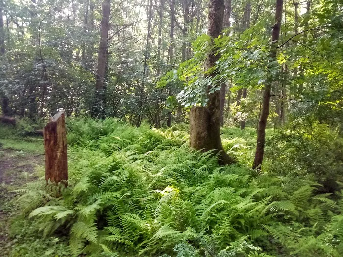 Primitive Campsite #5 8