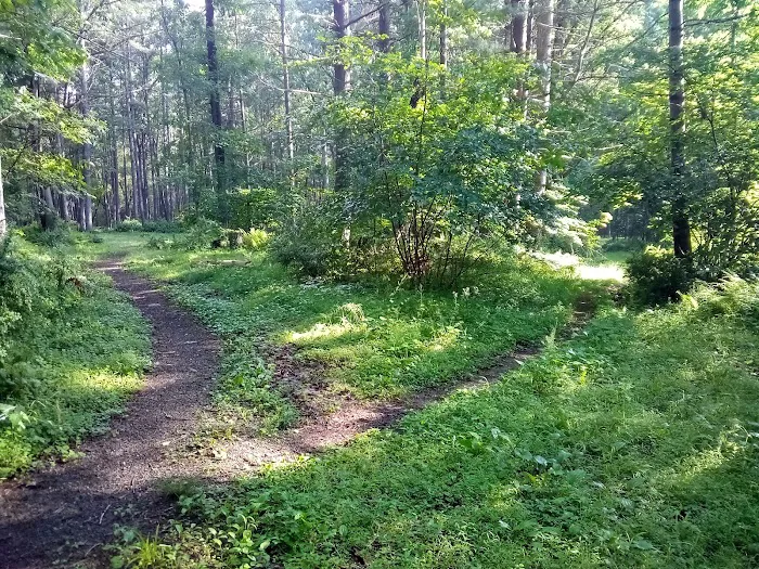 Primitive Campsite #5 2