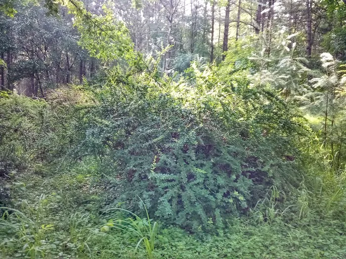 Primitive Campsite #5 6