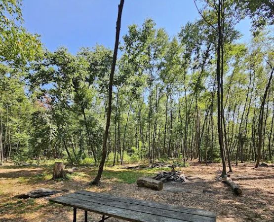 Primitive Campsite #4