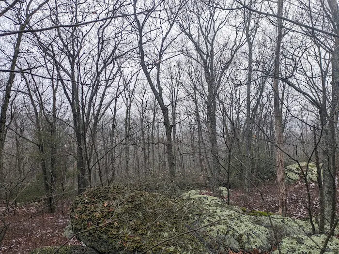 Primitive Campsite #4 9