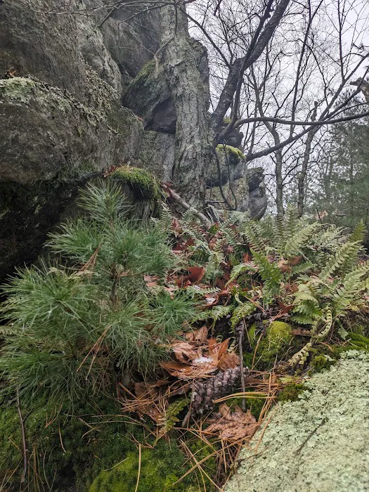 Primitive Campsite #4 7