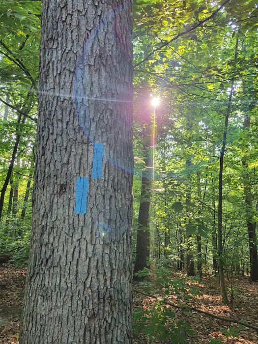 Crampton Gap Campsite 0