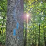 Crampton Gap Campsite