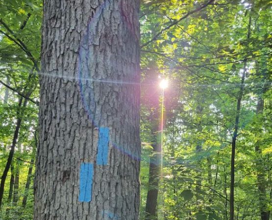 Crampton Gap Campsite
