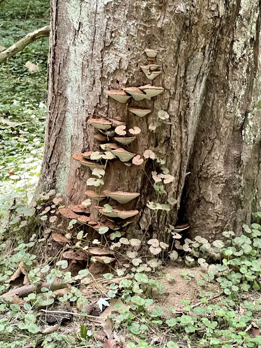 Big Woods Campsite 8
