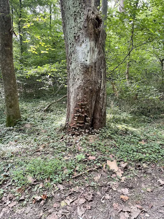 Big Woods Campsite 6