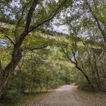McCoys Ferry Campground