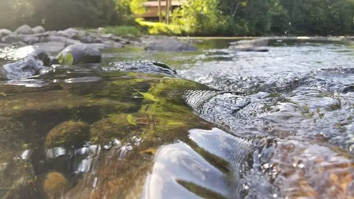 CAMP MORNING WOOD 6