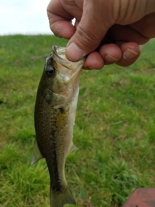 Timber Ridge Lake 6