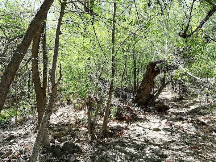 Civilian Conservation Corps Campground 8