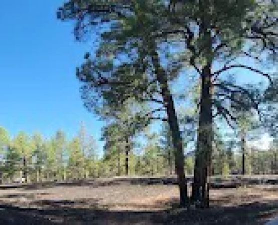 Bonito Campground