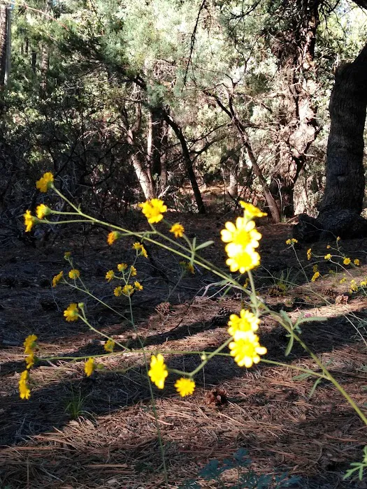 Ponderosa Campground 5