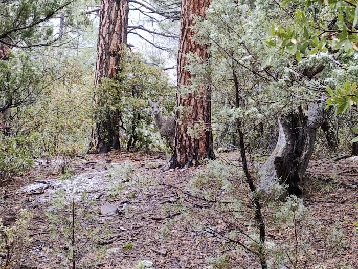 Ponderosa Campground 9