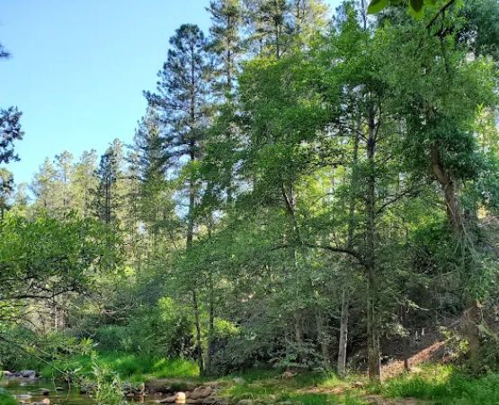 Lower Tonto Creek Campground