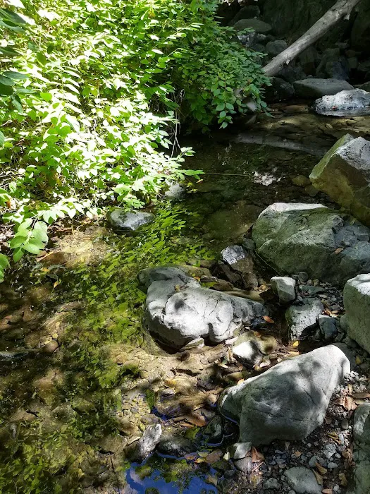 Spruce Campground 2