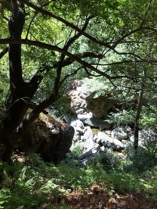 Spruce Campground 1