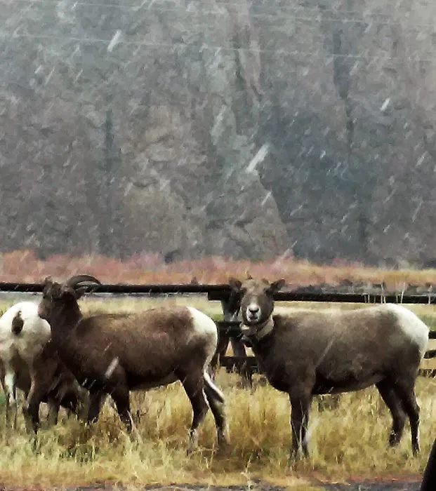 Big Game Campground 4