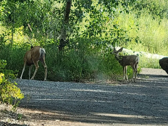 Big Game Campground 8