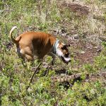 Mill Creek Campground