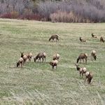 Brackett Creek Trailhead