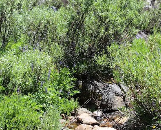 Dispersed Campground