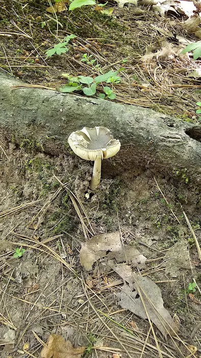 Pattison Park Campground 7