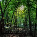 Rice Lake State Park Campground