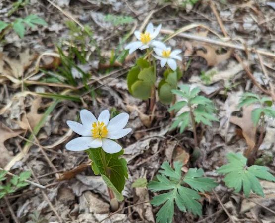 Zumbro Bottoms Horse Campground - North