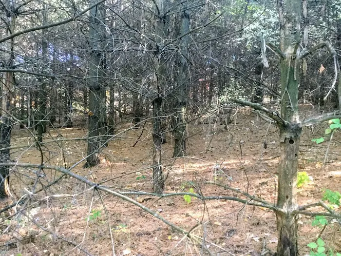 Kruger Campground 7