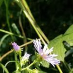 Cedar Lake Memorial Park Campground