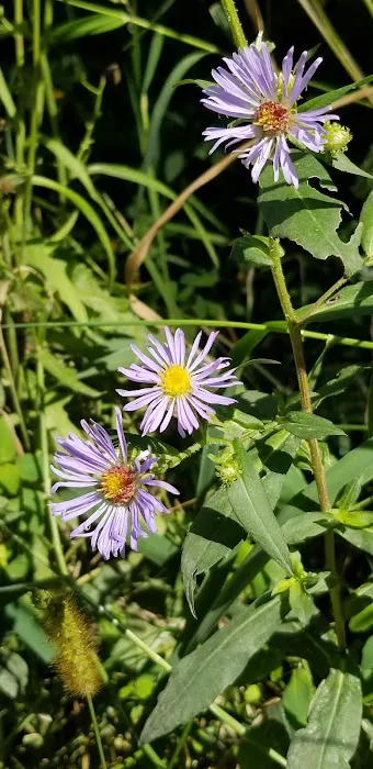 Cedar Lake Memorial Park Campground 1