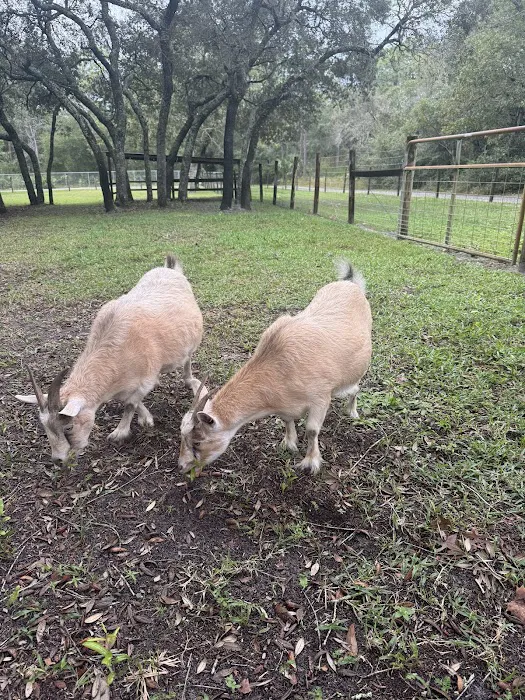 Deland Outdoors 8