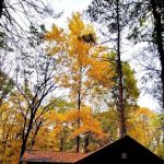Letchworth State Park D Cabins