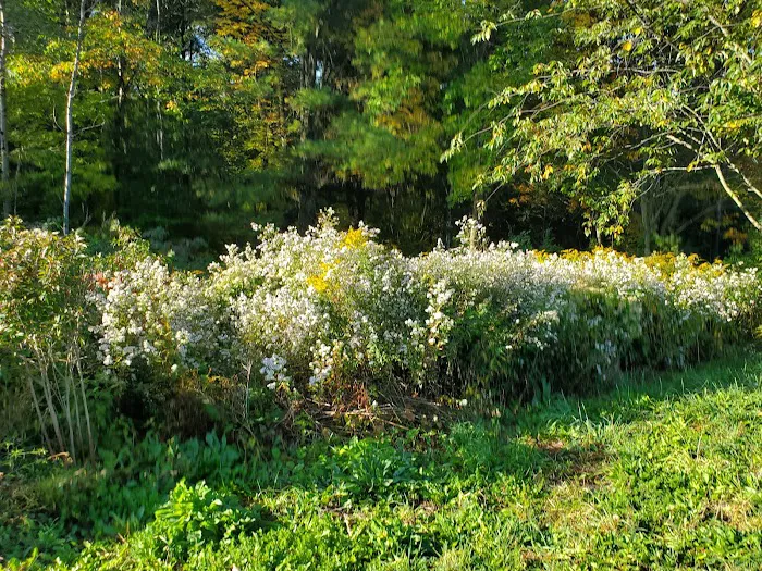 Foster pond camping area 9