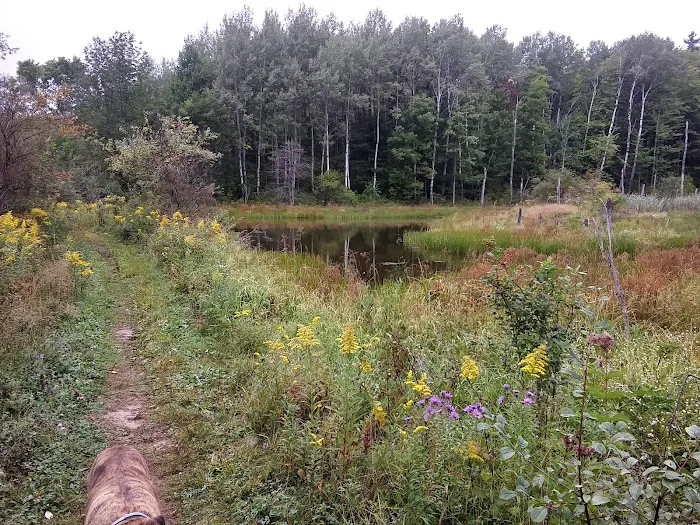 Foster pond camping area 5