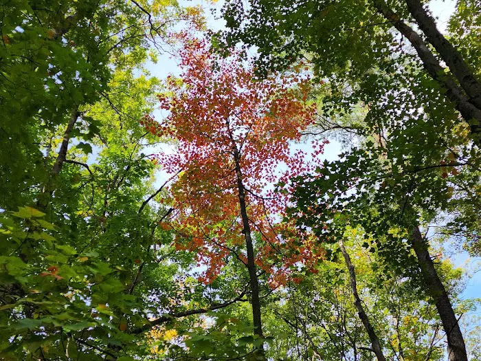 Blueberry Patch Campground 3