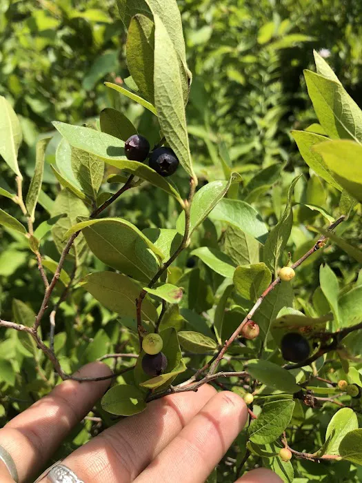 Blueberry Patch Campground 0