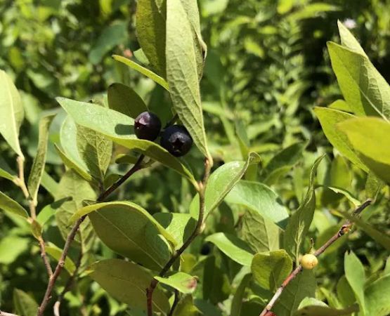 Blueberry Patch Campground