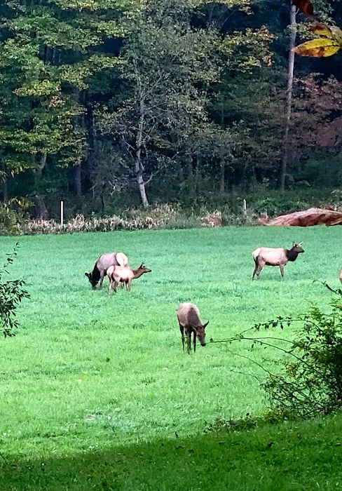 The Big Elk Lick Campground 1