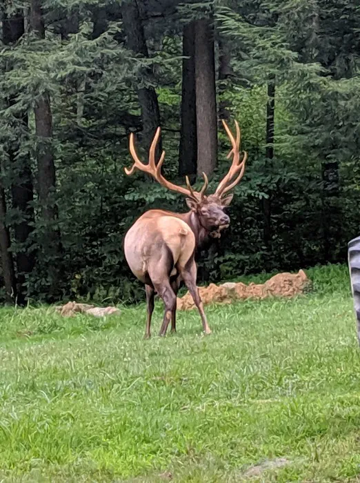 The Big Elk Lick Campground 0